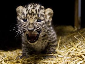 2 leopard